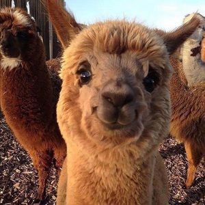 Meet your Posher, Brittney